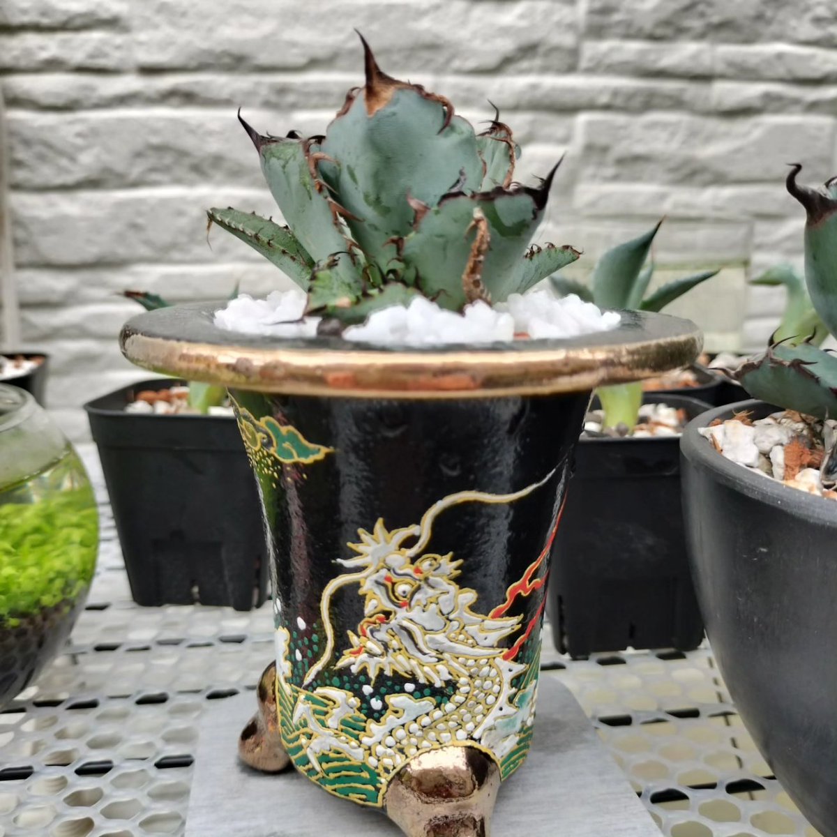 最近ハマりの一品😚アガベをおもと鉢に植えてみました🤩めちゃ