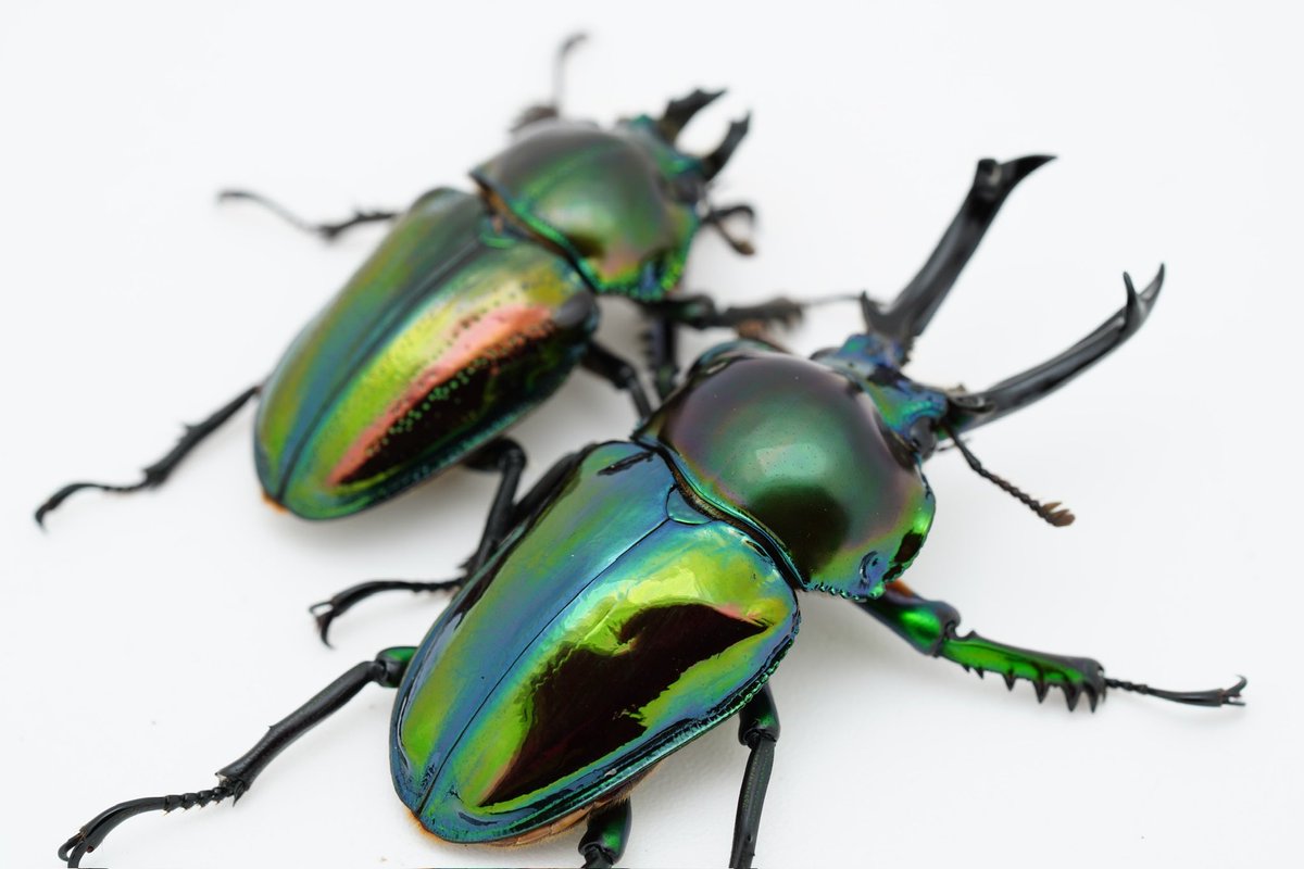 ニジイロクワガタの野外品がオーストラリアから輸入されたのが、1999年