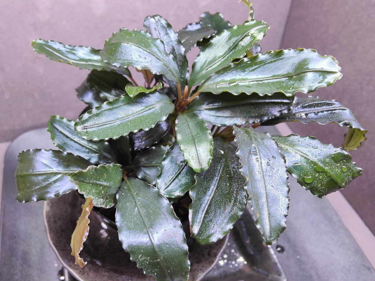 Bucephalandra sp.