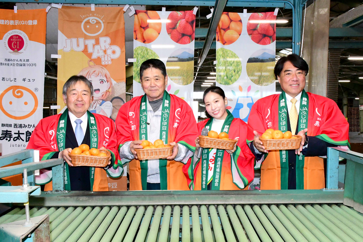 🍊「西浦みかん寿太郎」発見50周年🍊／ 「西浦みかん寿太郎」の出荷が