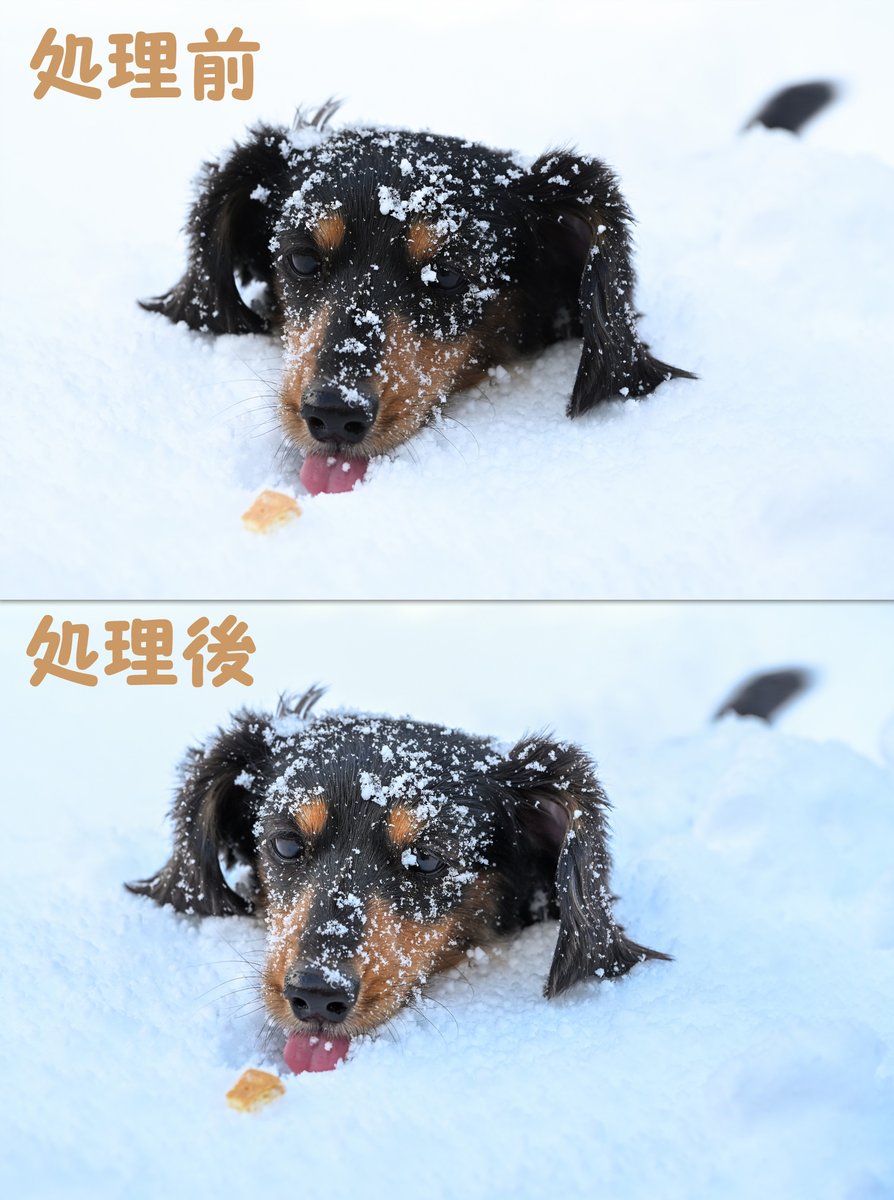 雪景色の中の黒犬写真はどうしても後処理必要。 #Nikon #Z5II