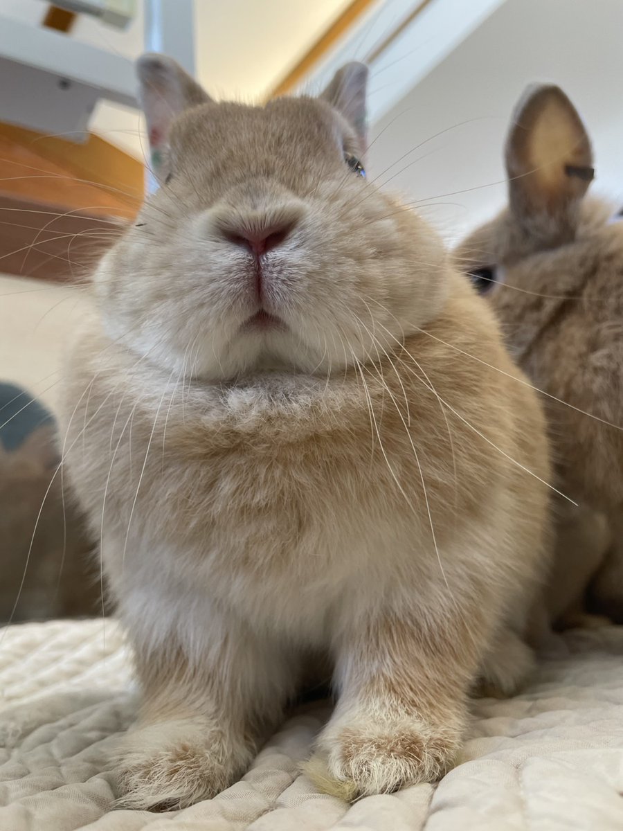 下からのアングルも魅力的 #ウサギ #ネザーランドドワーフ #おみそ