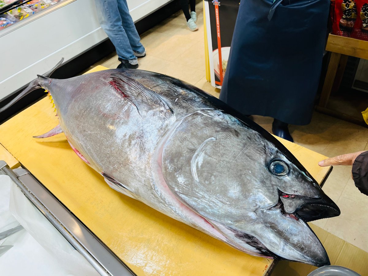 おはようございます☀ 本日も本マグロの 解体販売行います！！ 天草産