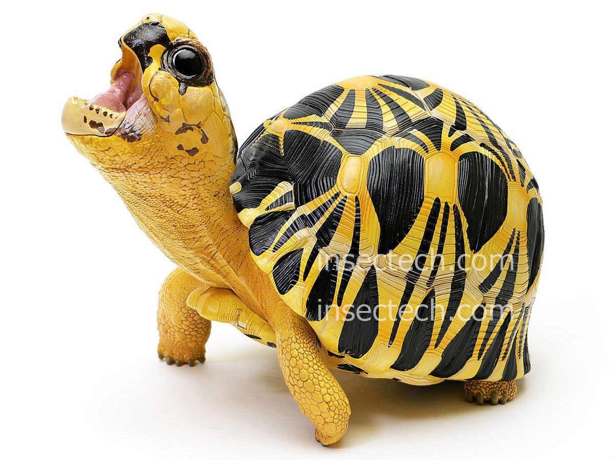 発売開始】 2026年2月11日（水） 10時より本店のみ 動物の惑星