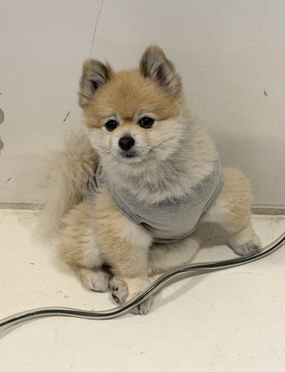 デカポメ🐶⛩️ポルくん🗼 (@AccessoryshopF) / Posts / X