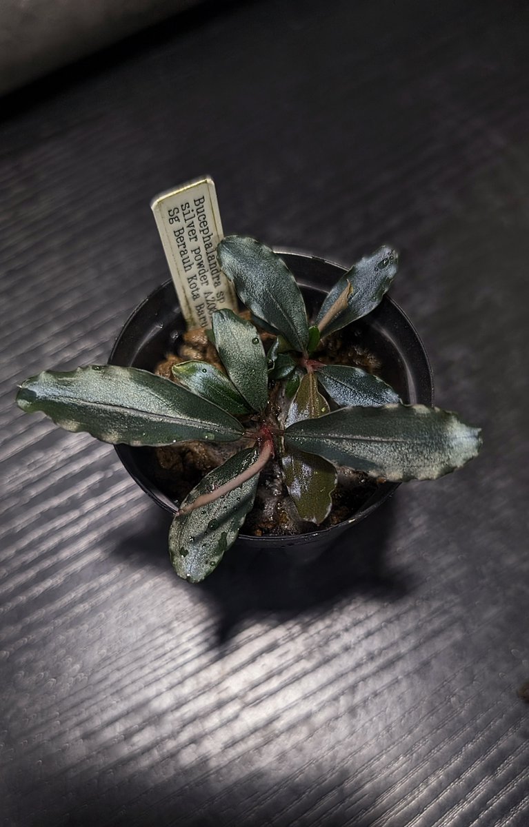 実生ブセ】Bucephalandra cv.