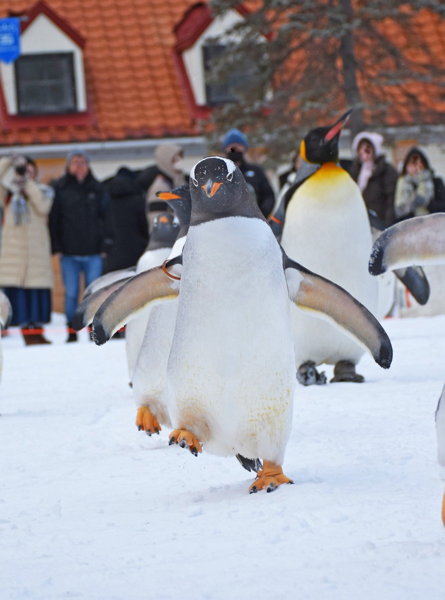 なつみかん🍊⚾️🐯 (@natsu_mikanRX) / Posts / X