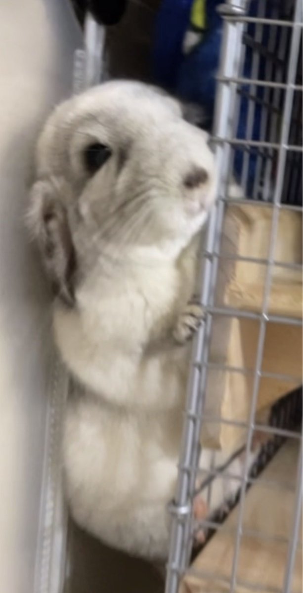 あちゃむ🍄🚼 (@acham_Bitter) / Posts / X