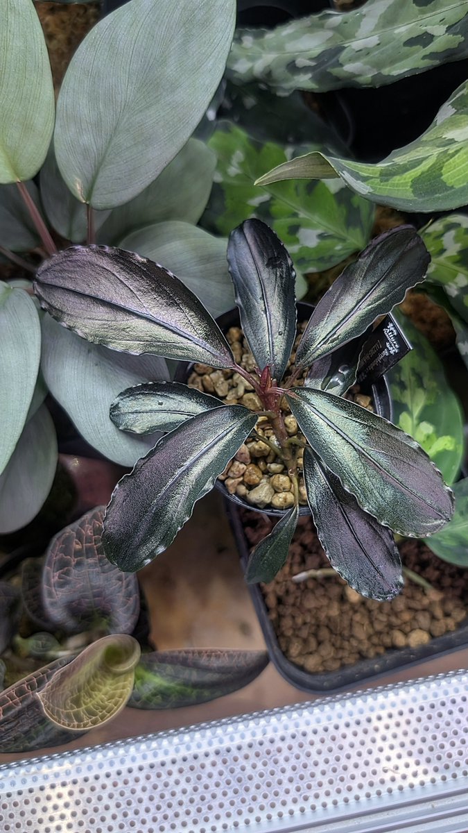 ありゅーあ (@sa_allure3838) / Posts / X