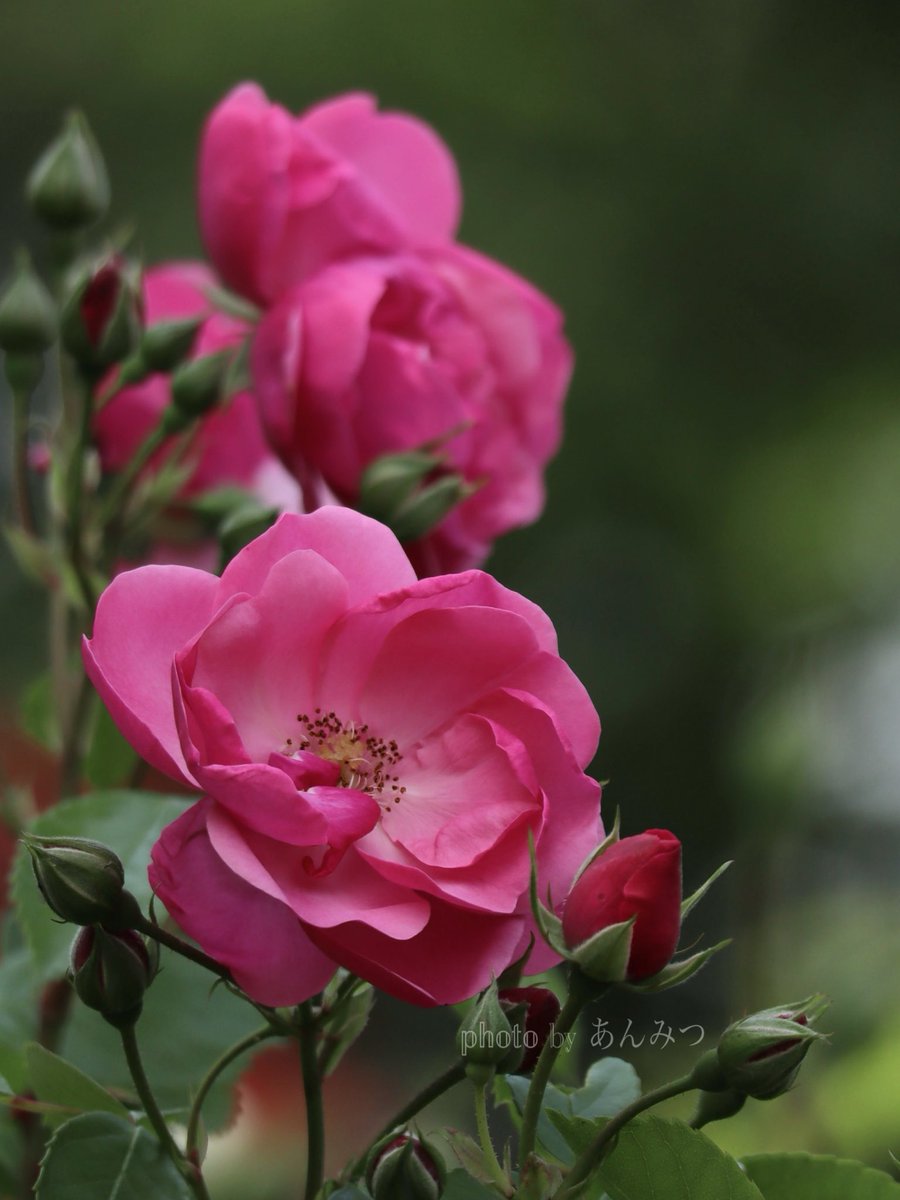 ☆あんみつ☆ (@BiDwVv7B2Uh5VYR) / Posts / X