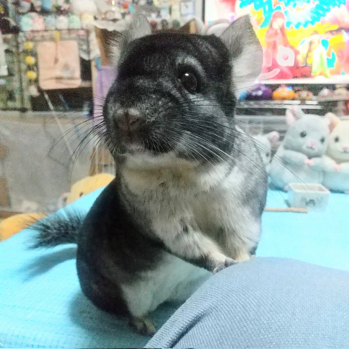 モフちゃん (@mofuchan0301) / Posts / X