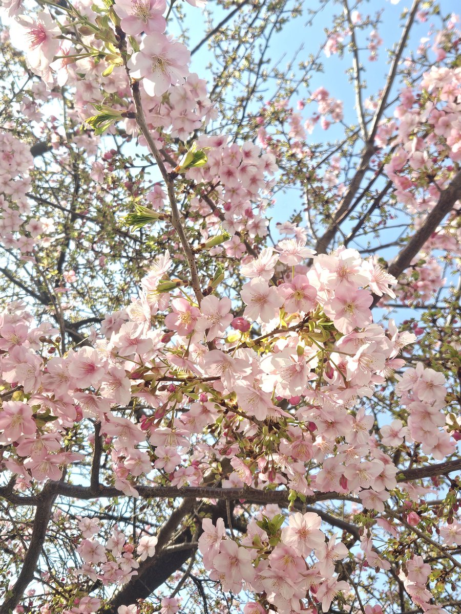 椿 (@TSUBAKI_0127_) / Posts / X