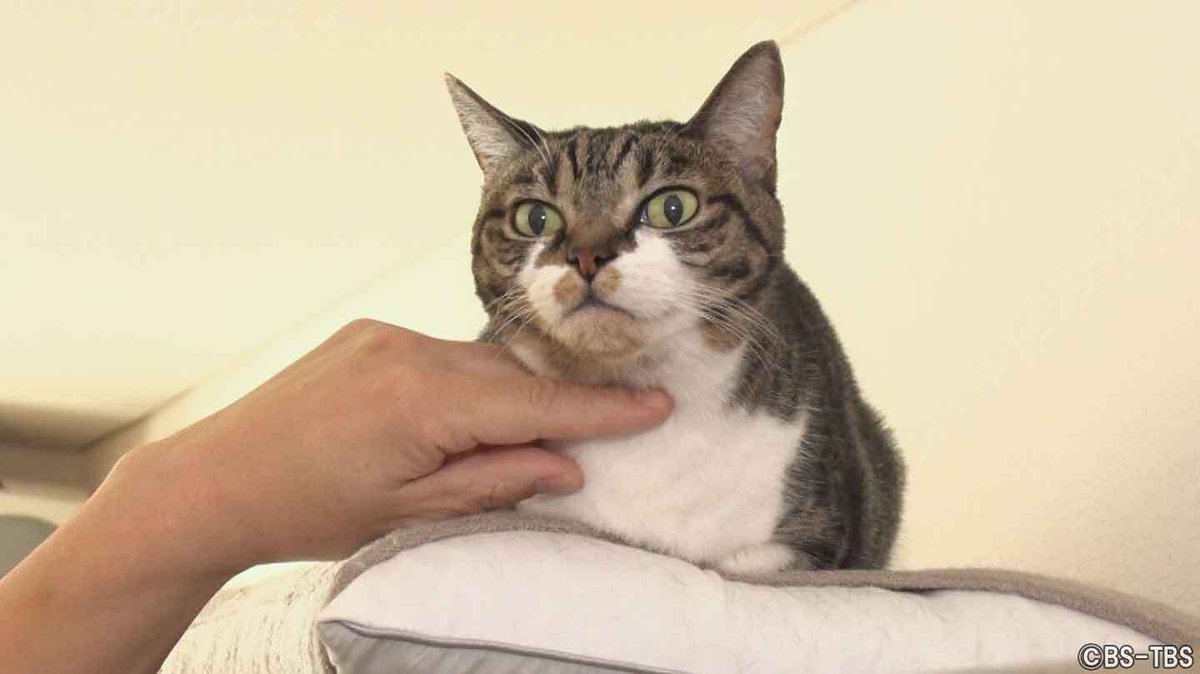 ⏰明日2/25(水)よる11時 「#ねこ自慢」 サンシャイン池崎とアイパー