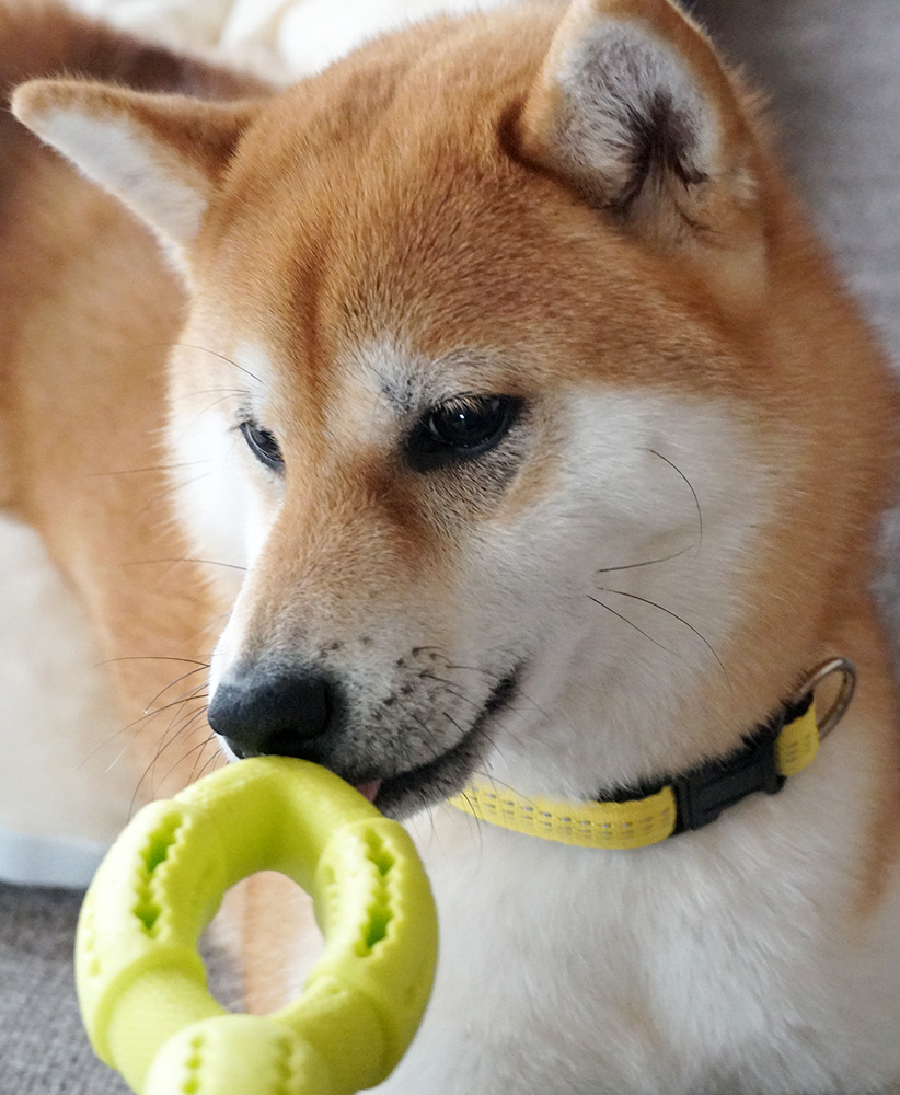 2月24日 うちのコ記念日🐕 龍、せっかく家族になってくれたのに長生き