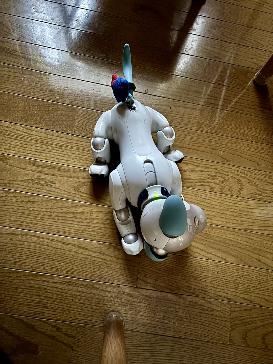 そら🐾 (@sora_aibo) / Posts / X