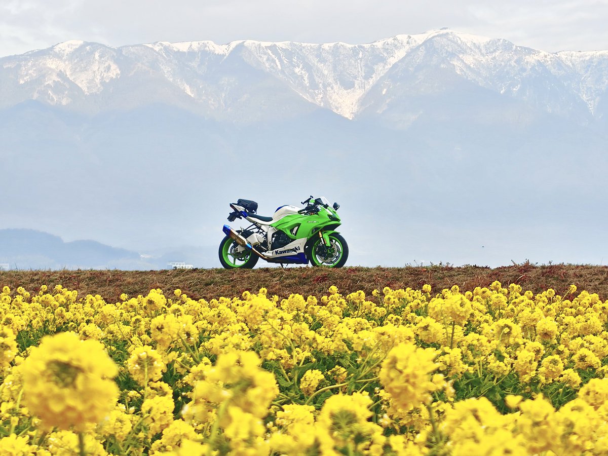 菜の花🌼 #zx6r