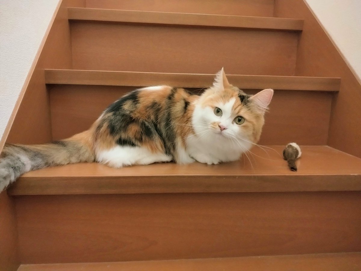 ネコ好きおじさん (@nekomito0729) / Posts / X