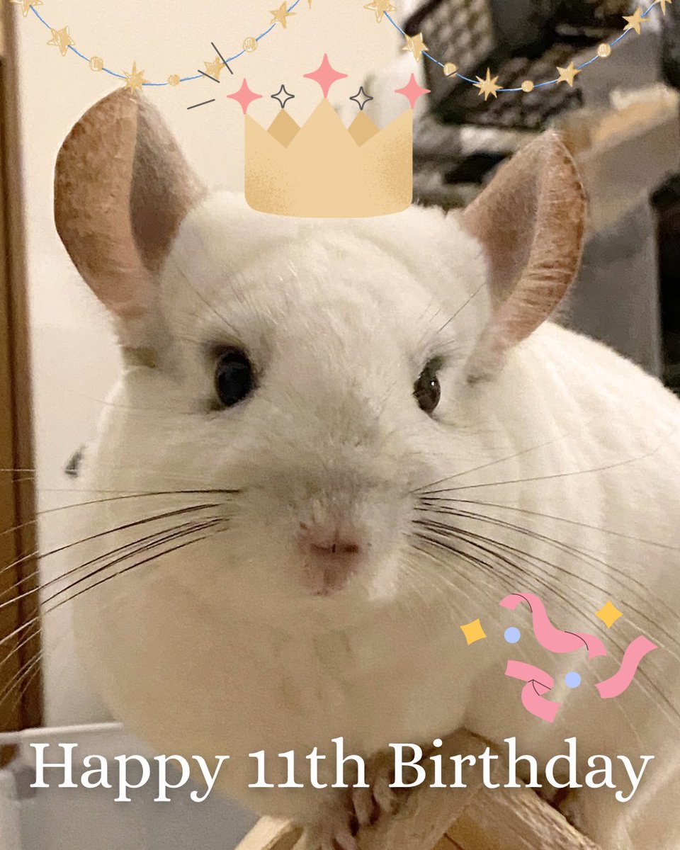 マルククラウン┊︎ MarkCrown (@Chinchilla_Mark) / Posts / X