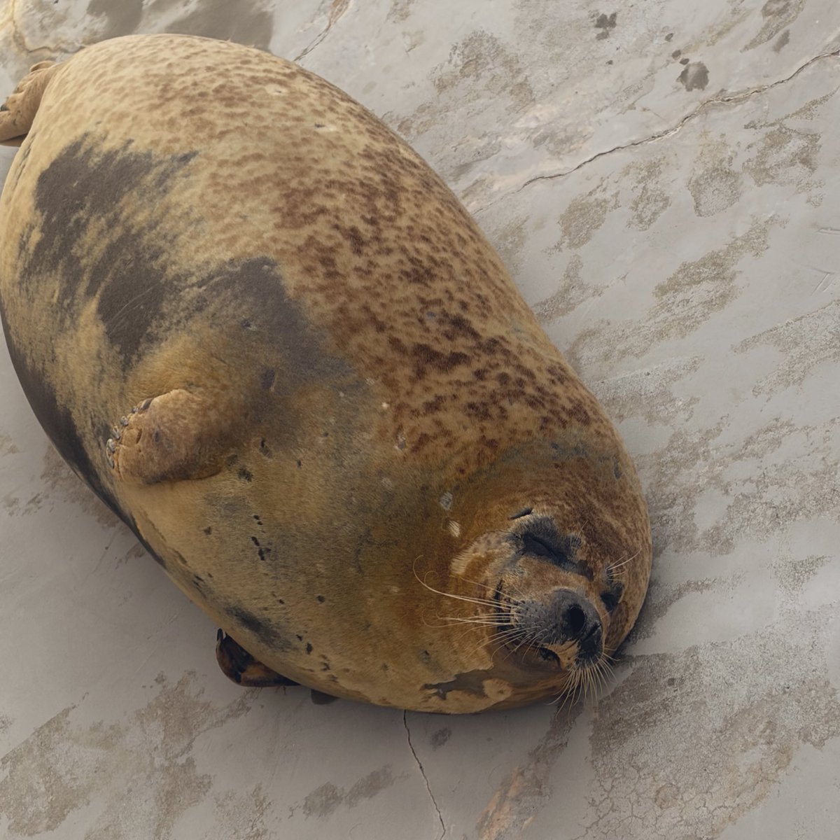 🦭ふーちゃんに想いを馳せながら見たあざらし🦭