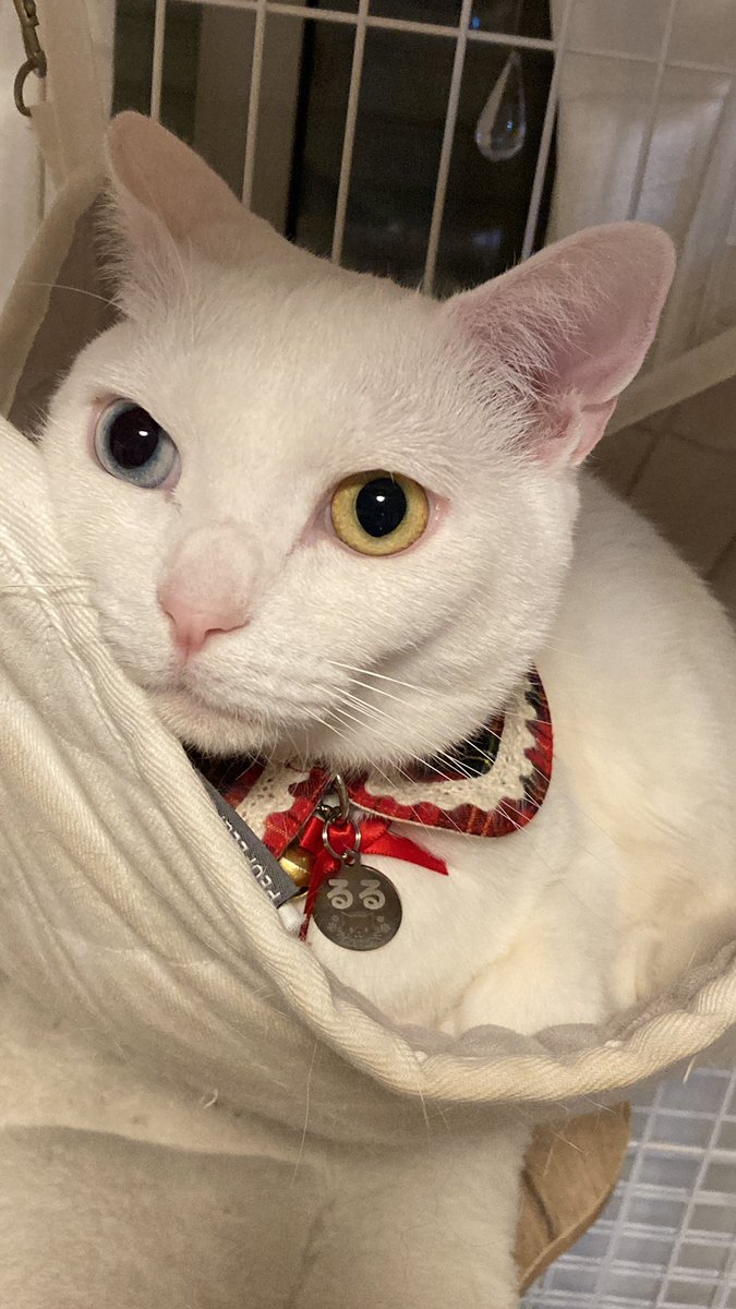 lulu(るる) (@lulu_0325_cat) / Posts / X