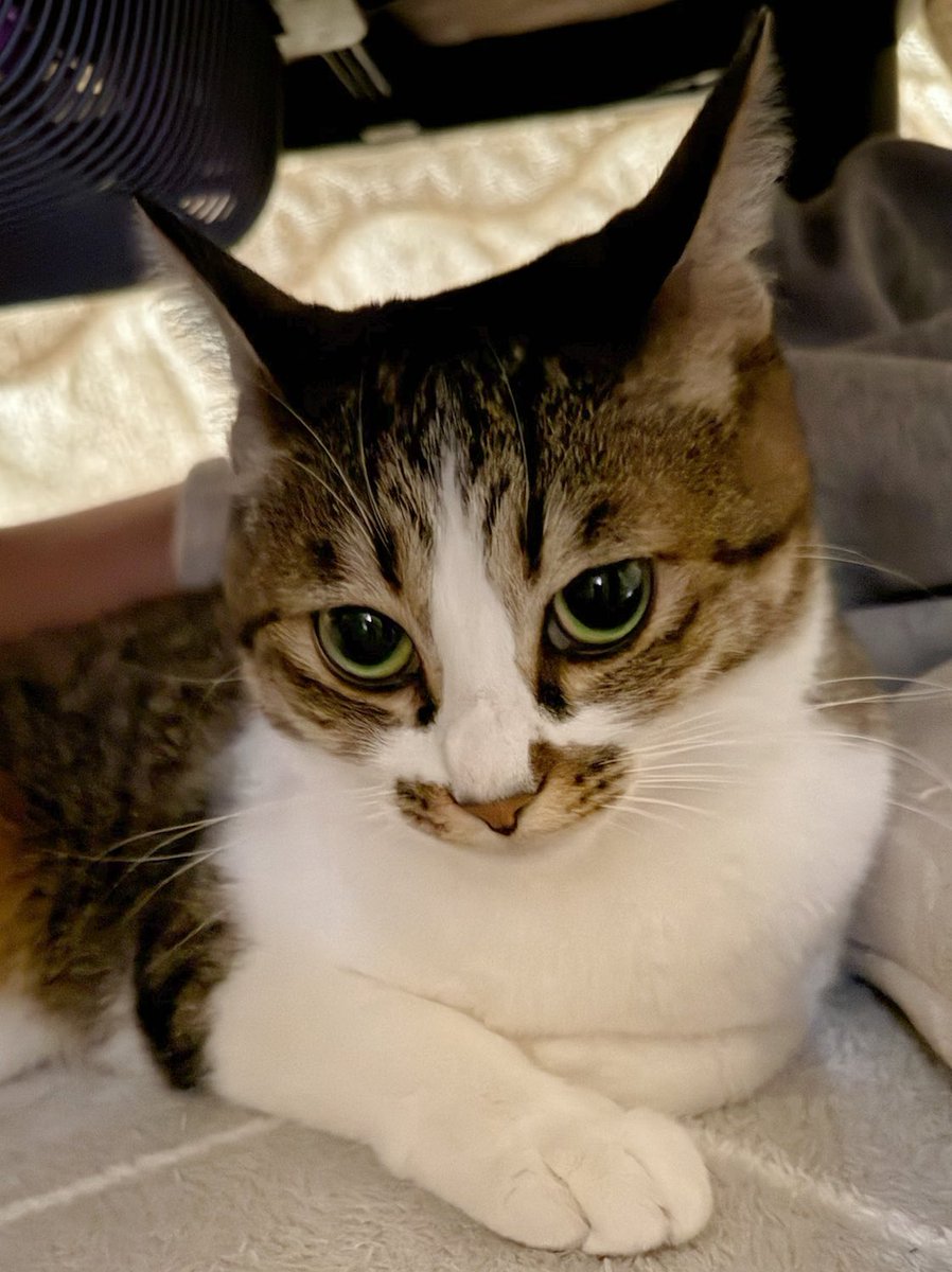 つくきな❤︎ココテテ🐈‍⬛⸒⸒⸒⸒🐾 (@tsukukina971) / Posts / X