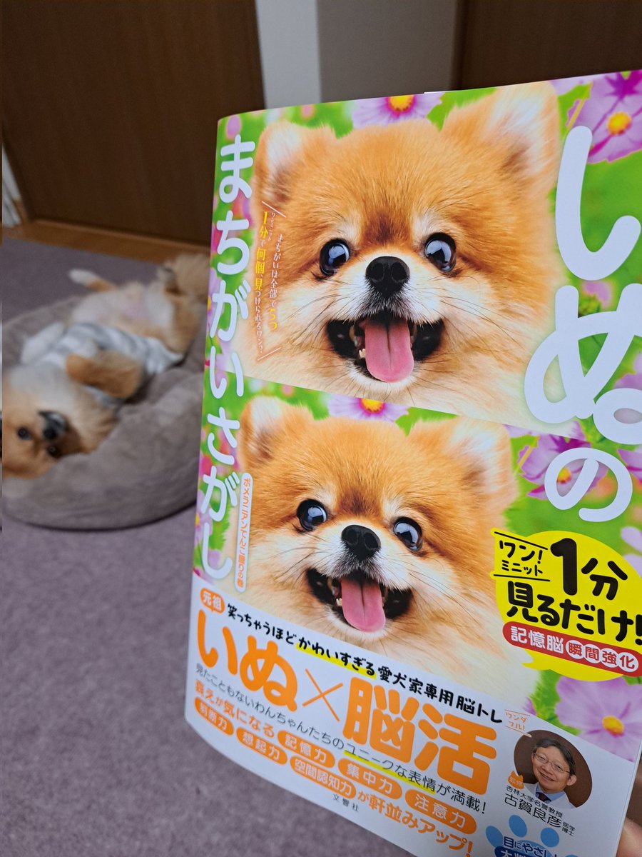 いぬのまちがいさがし ～ポメラニアンてんこ盛りの巻～ あまりに可愛