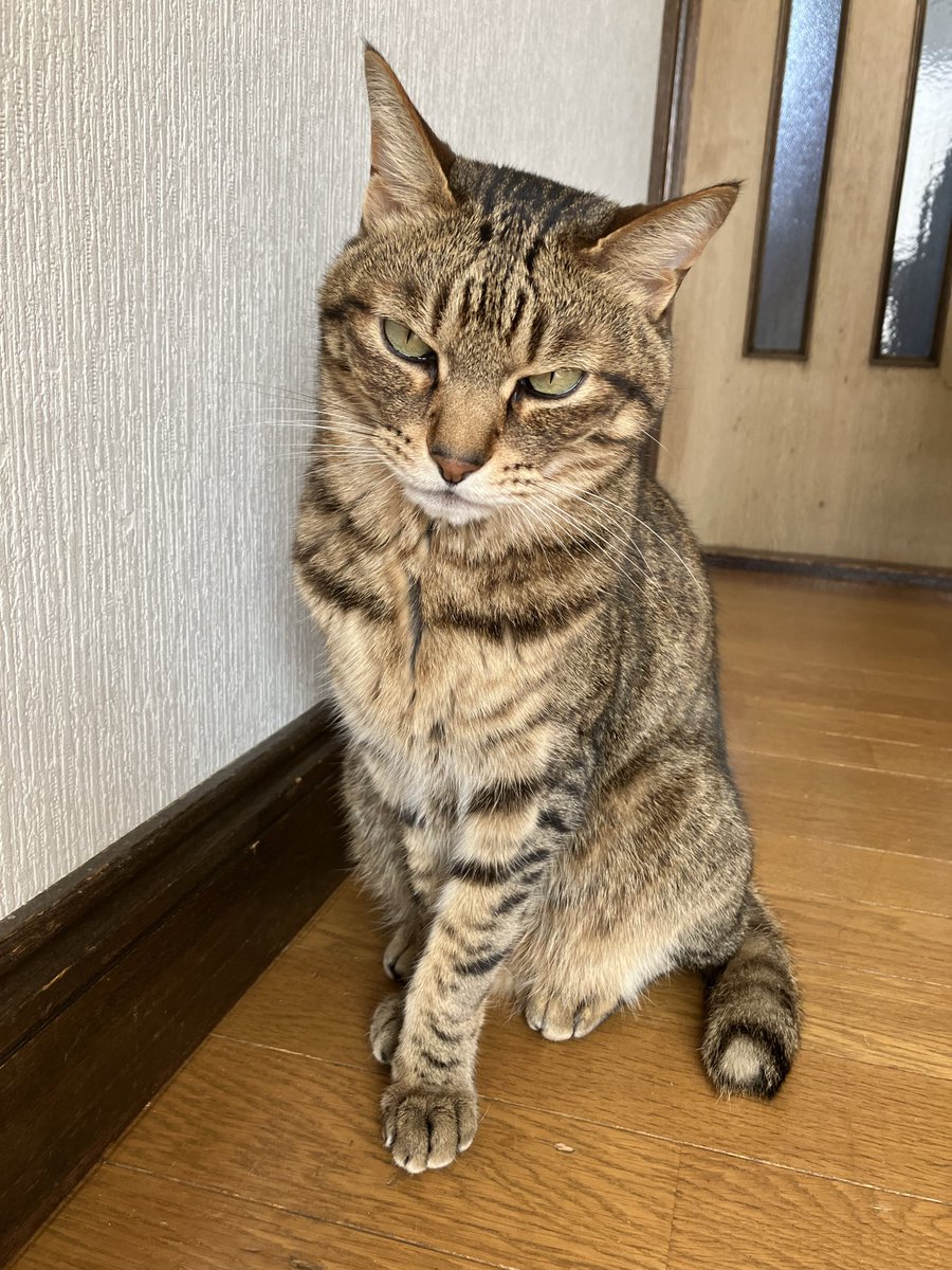 なんかねこの日らしいけど、ひとが勝手に決めただけだからそんな顔すんな