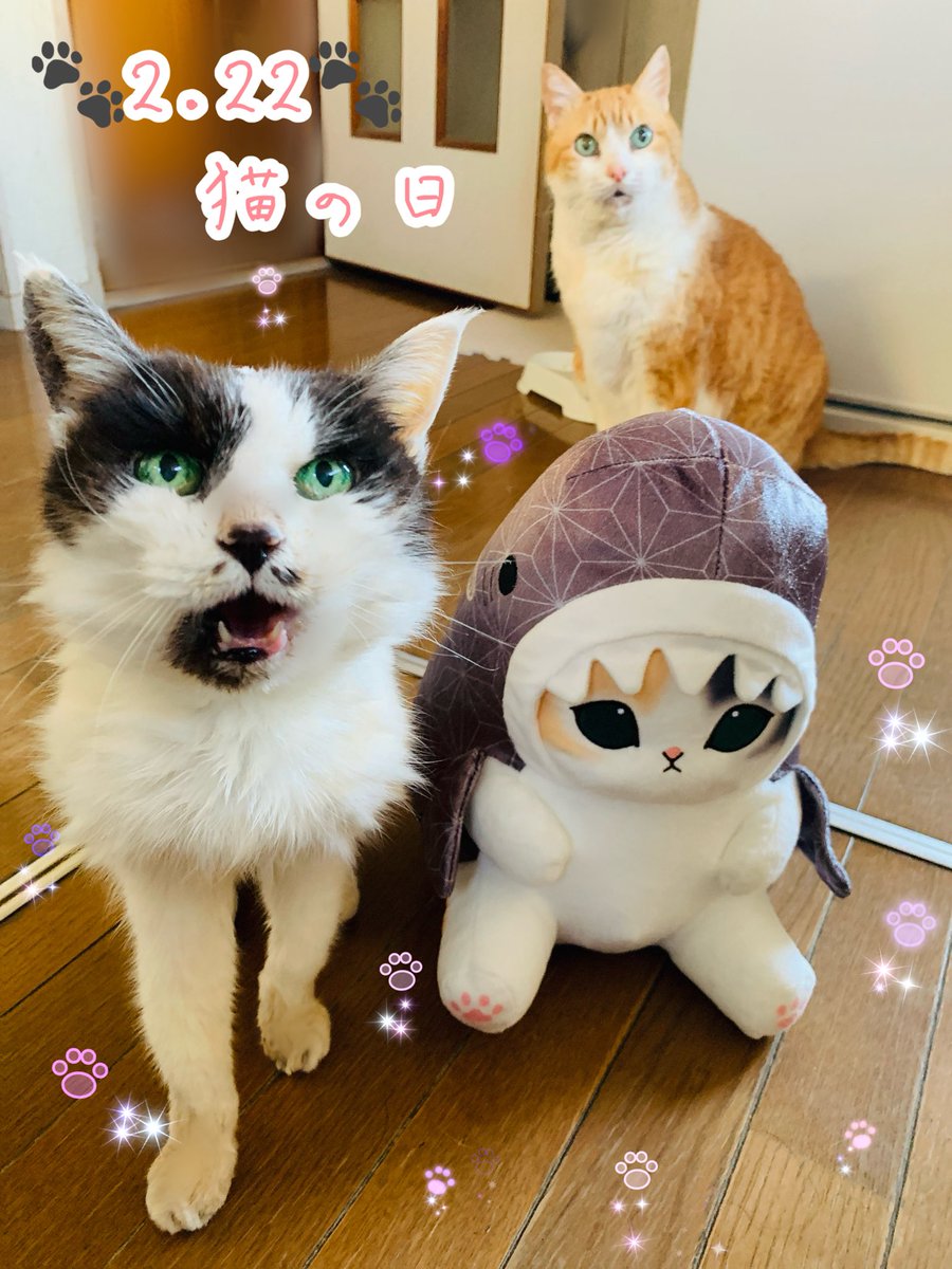 🐈🐾ニャン・ニャン・ニャン🐾🐈 🍬猫の日🍬 💚世界中の猫ちゃんが