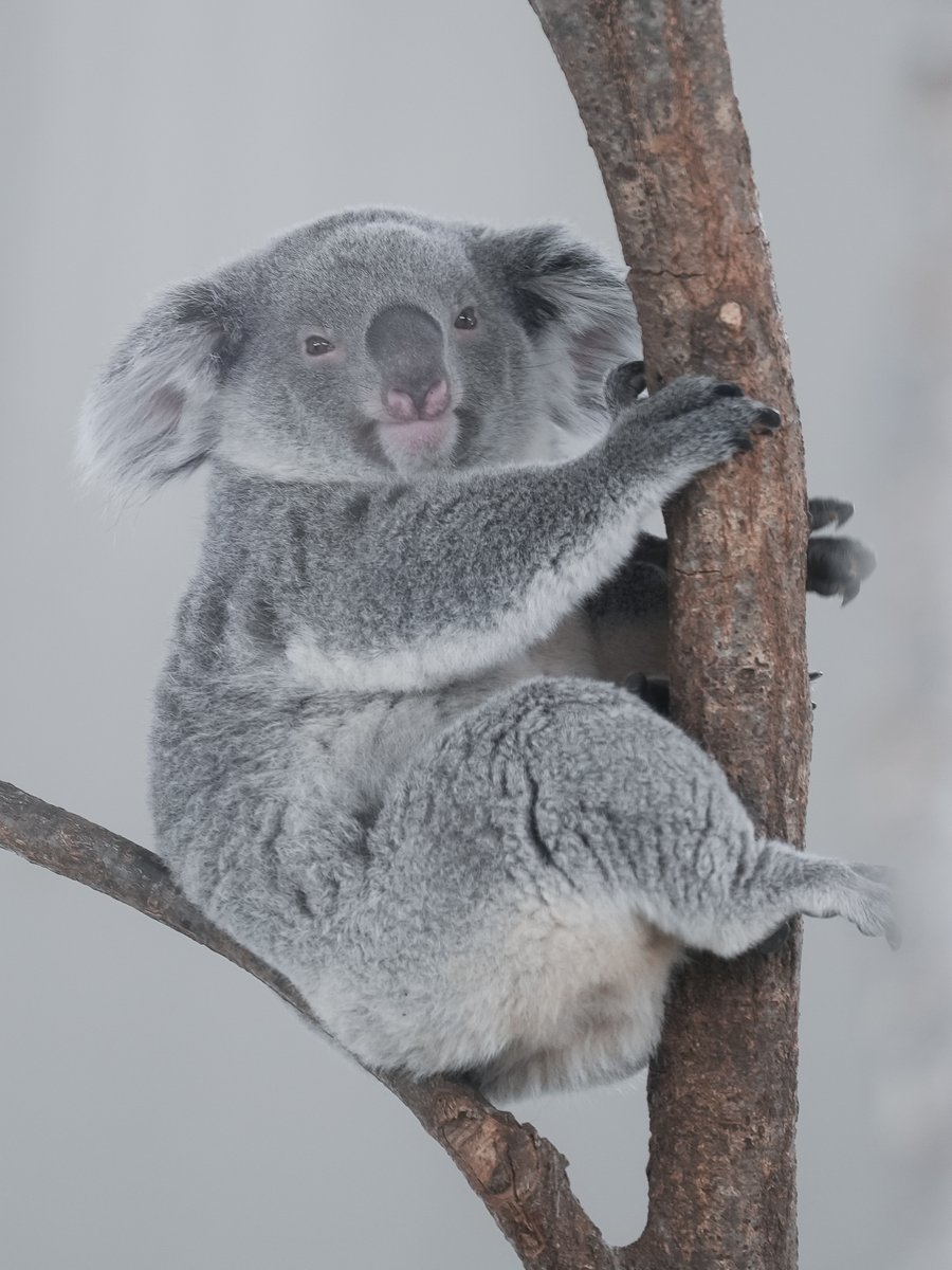 今日のさちちゃん🐨 #埼玉県こども動物自然公園 #コアラ #さち