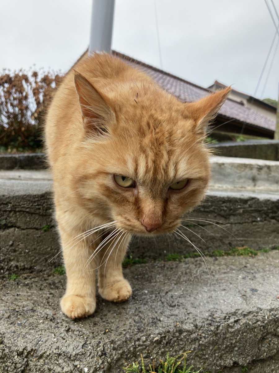 ここ数日会えなかったバロンが朝から来てくれました！変わった様子も