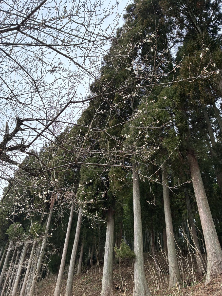 ツキノワグマ捕獲用の檻が現れたのでこれ以上はクマの領分だと認識して