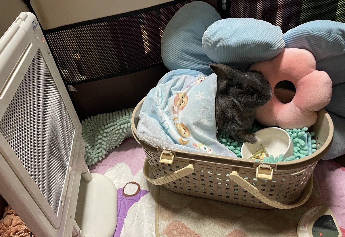 介護度3ウサチャン」うさこんちでは独自の基準で介護度というものを