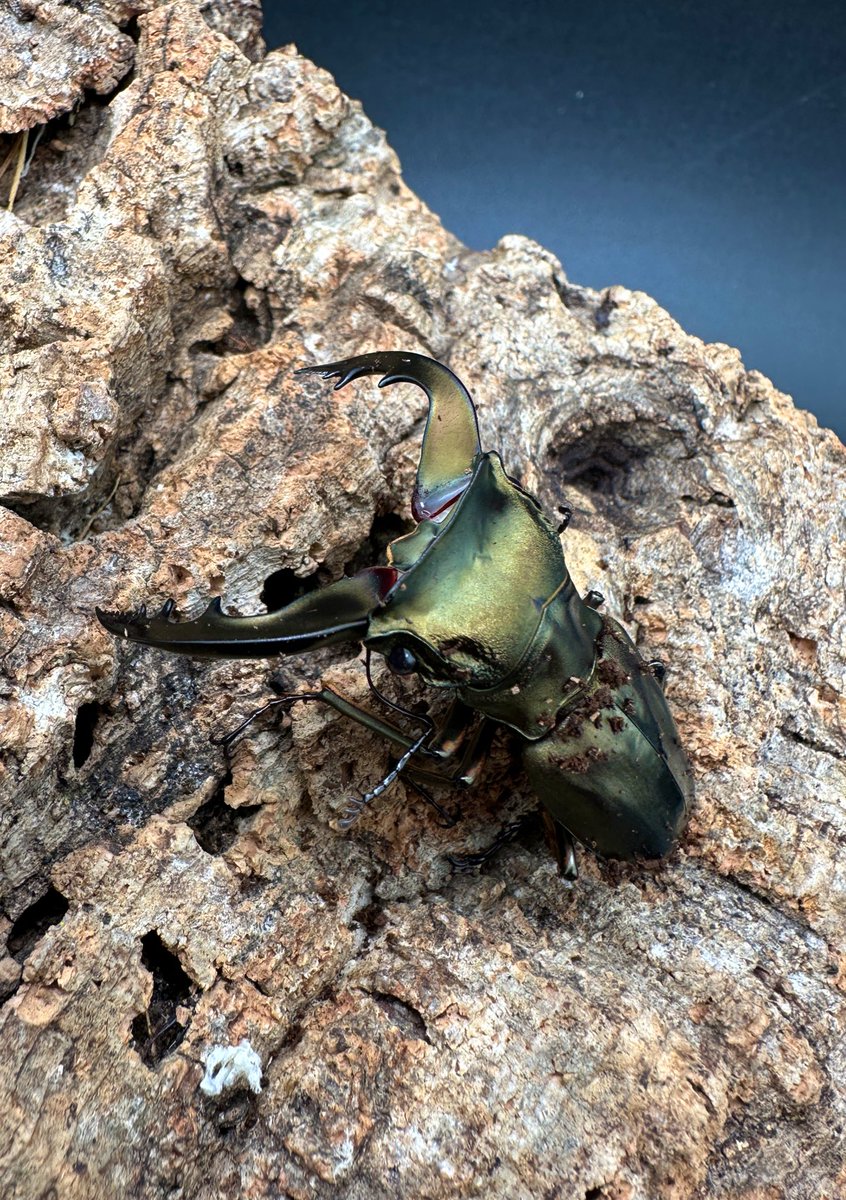 かぶぶくわわ (@mushi_lowkun) / Posts / X