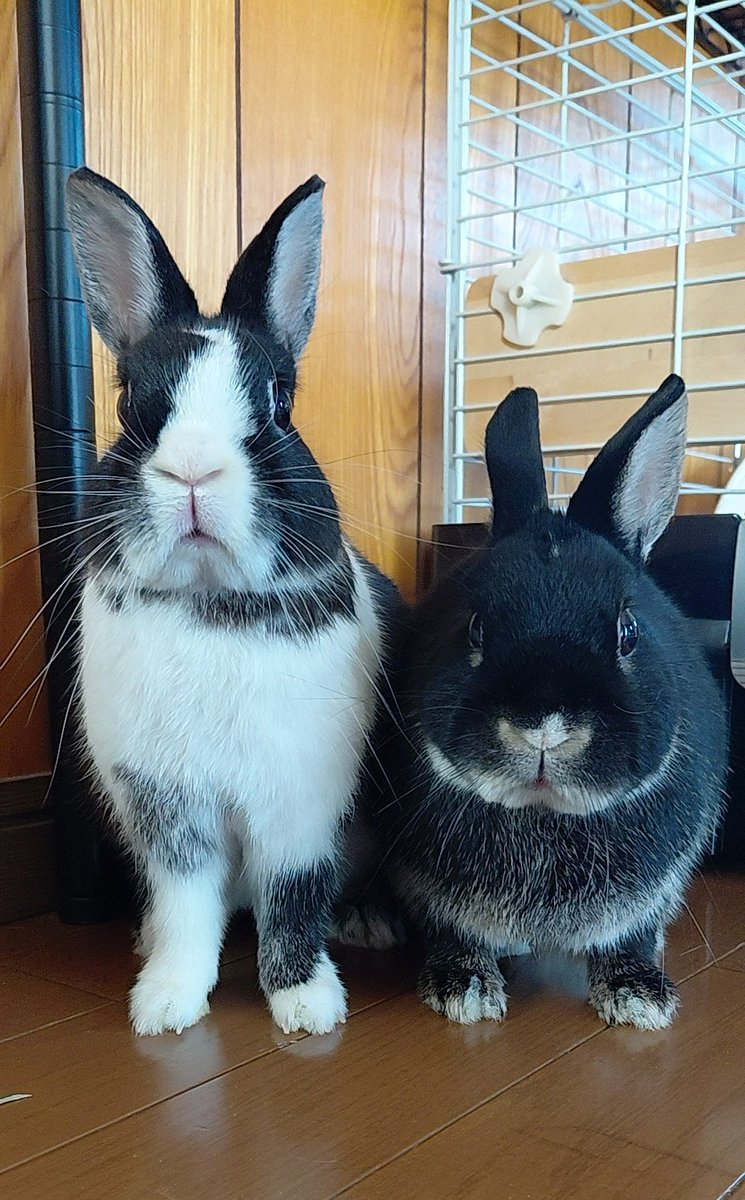 おはようございます #うさぎ