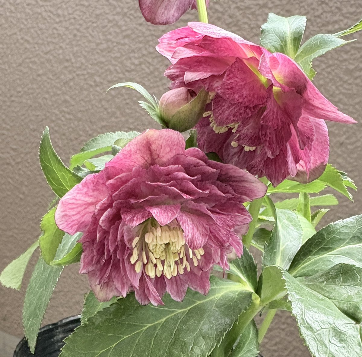 新入りクリスマスローズ この冬はもう買わないつもりだったけど、昨日