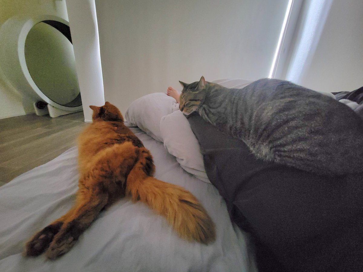 しぴこめᓚᘏᗢ (@chipie0826) / Posts / X