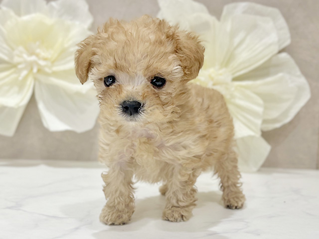 トイプードル 新宿店 │ペッツファースト公式サイト