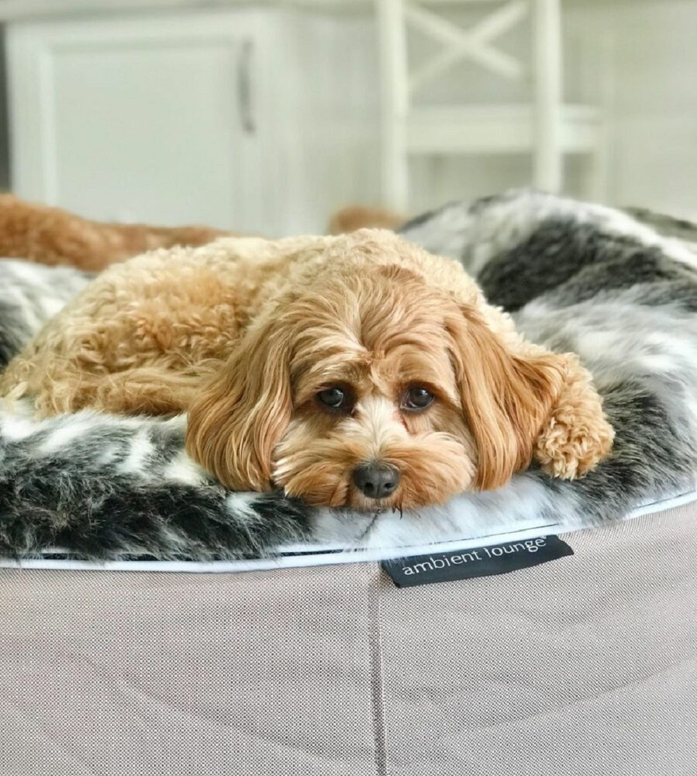 アンビエントラウンジ】ベッド取替カバーS Pets-first ONLINESTORE