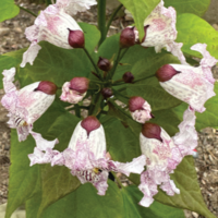 Catalpa lutea (Bignoniaceae), a new species from north, central