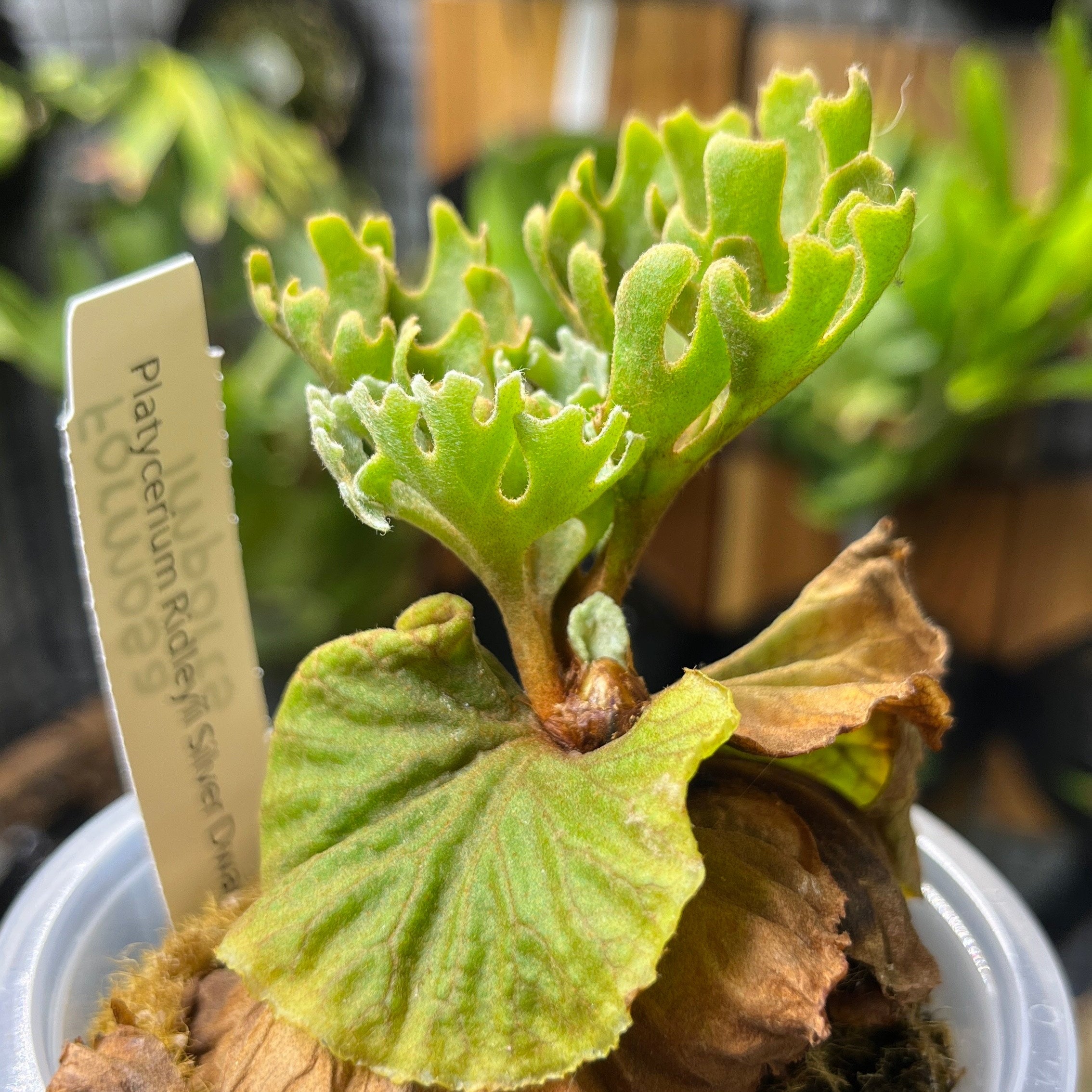 Dwarf Silver Ridleyi – Platy & Co