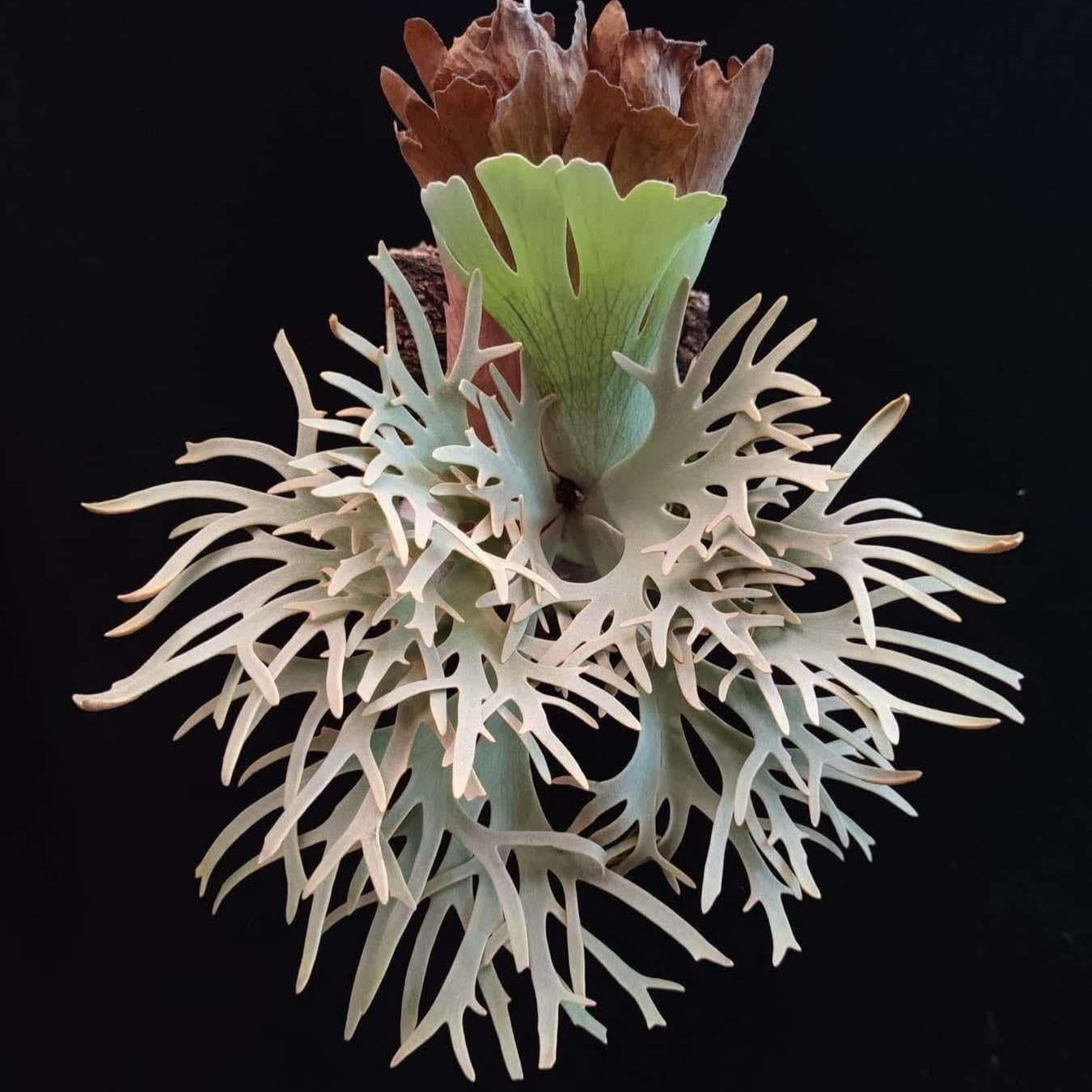 Willinkii “Jenny” – Platy & Co