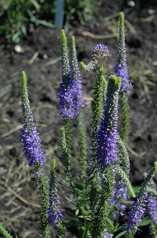 Blue Candles Speedwell (Veronica spicata 'Blue Candles') in Regina