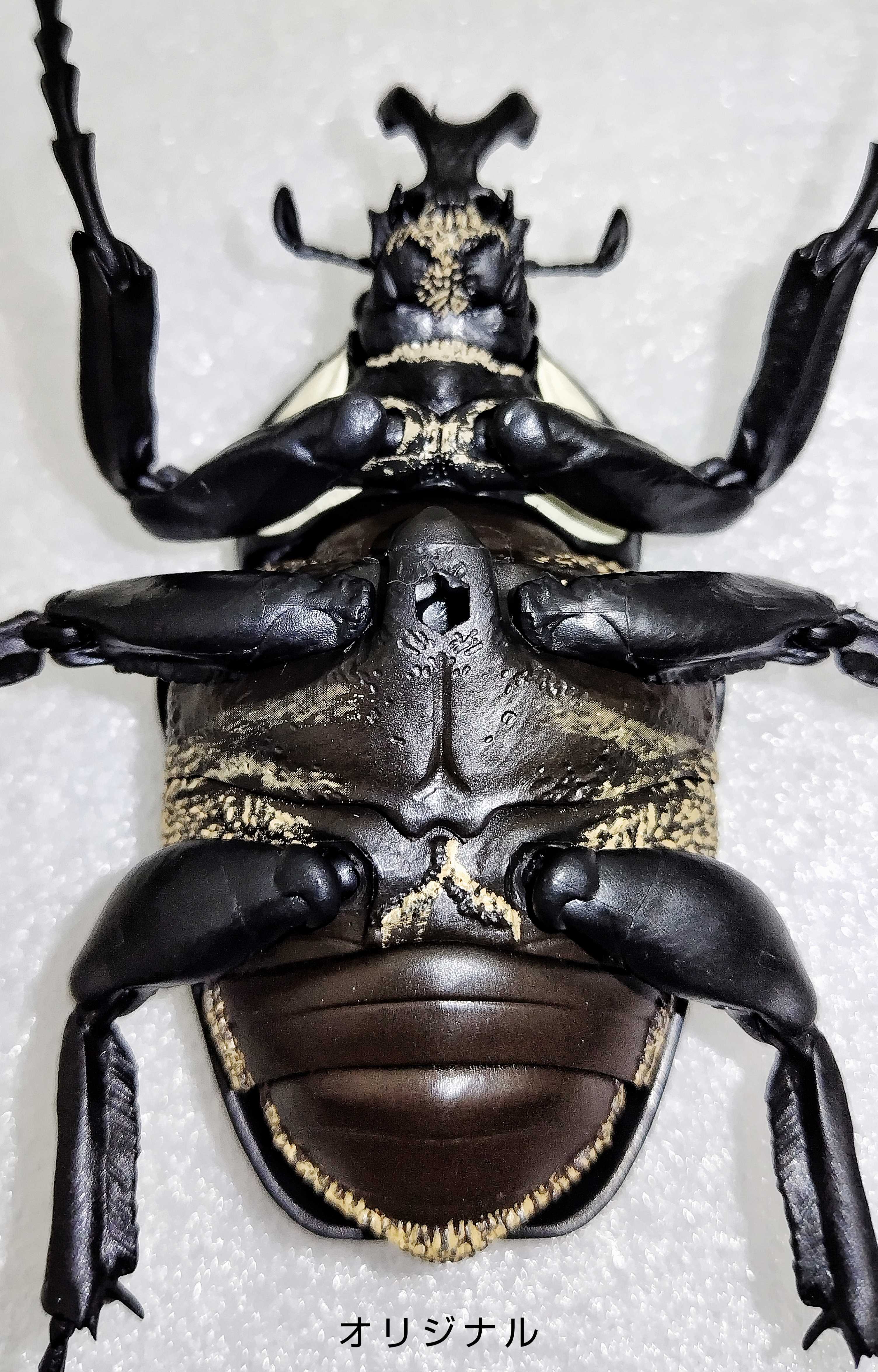 ゴライアスオオツノハナムグリ(カプセルトイ) - ✦ むし ぶろぐ ✦