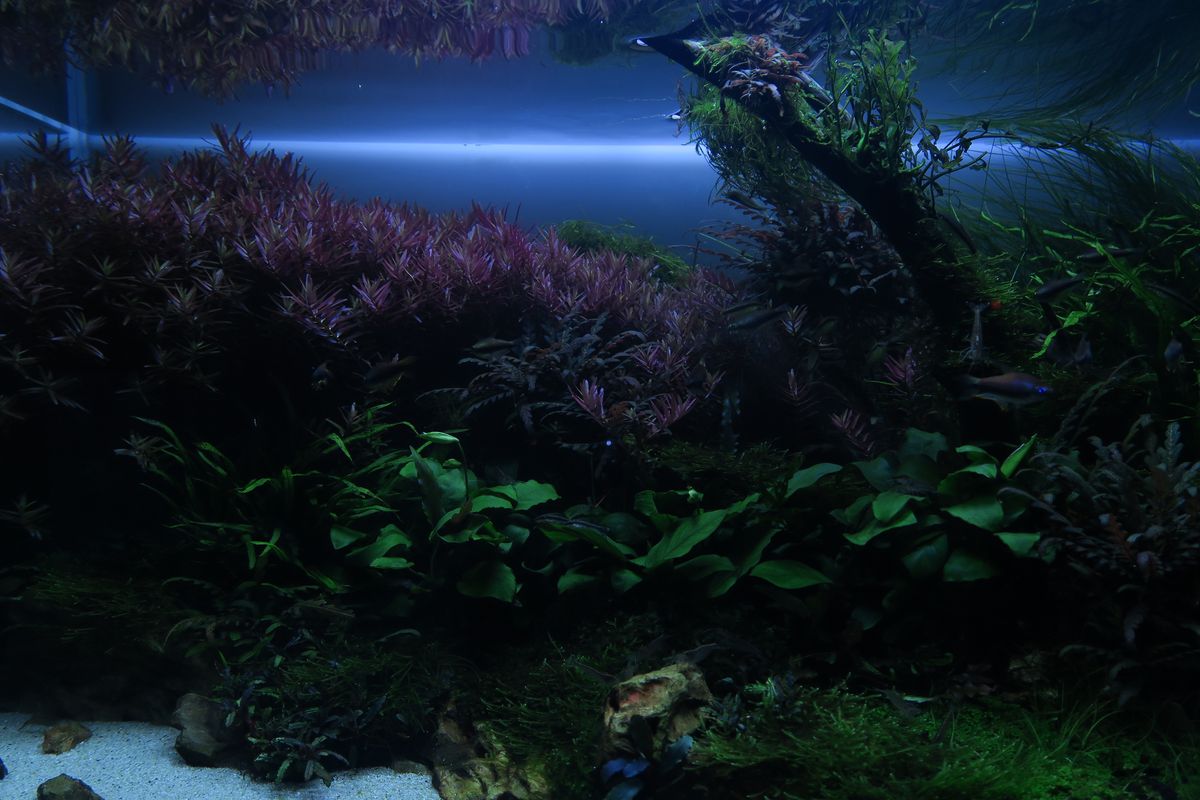 RGB VIVIDⅡ | 有限会社 Raboc(ラボック)