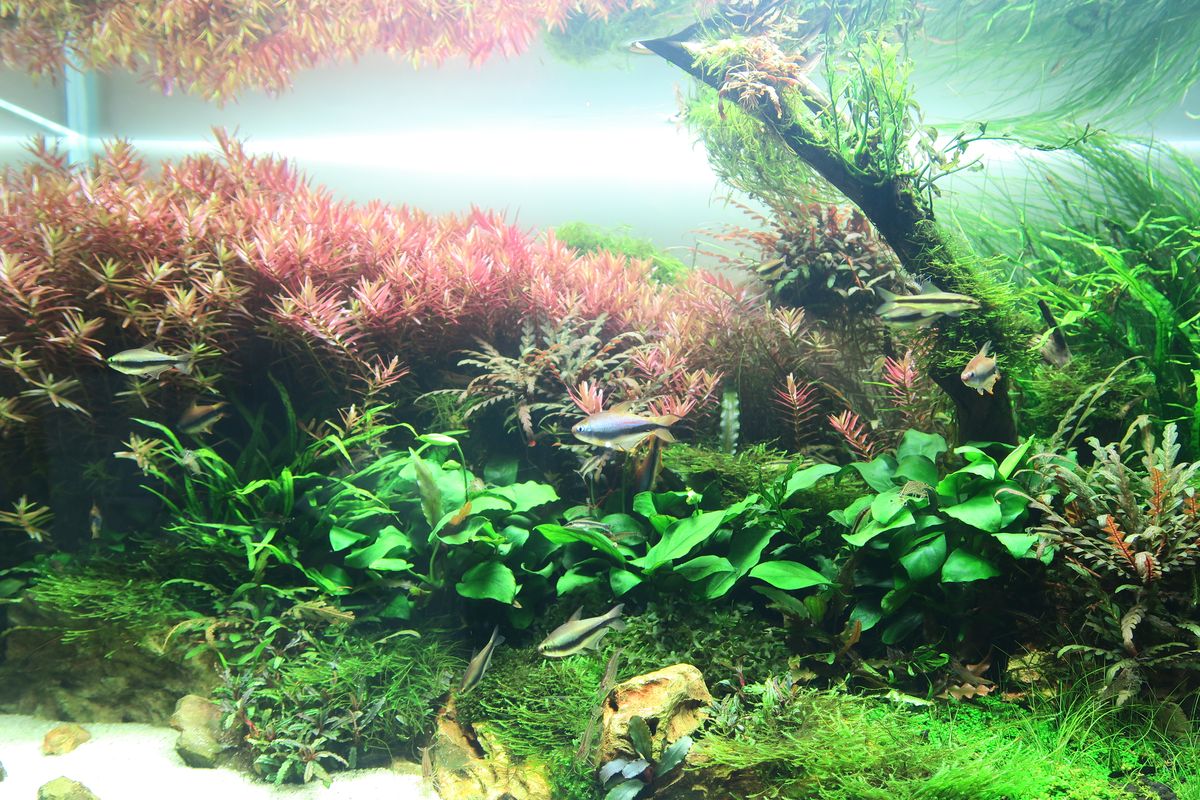 RGB VIVIDⅡ | 有限会社 Raboc(ラボック)