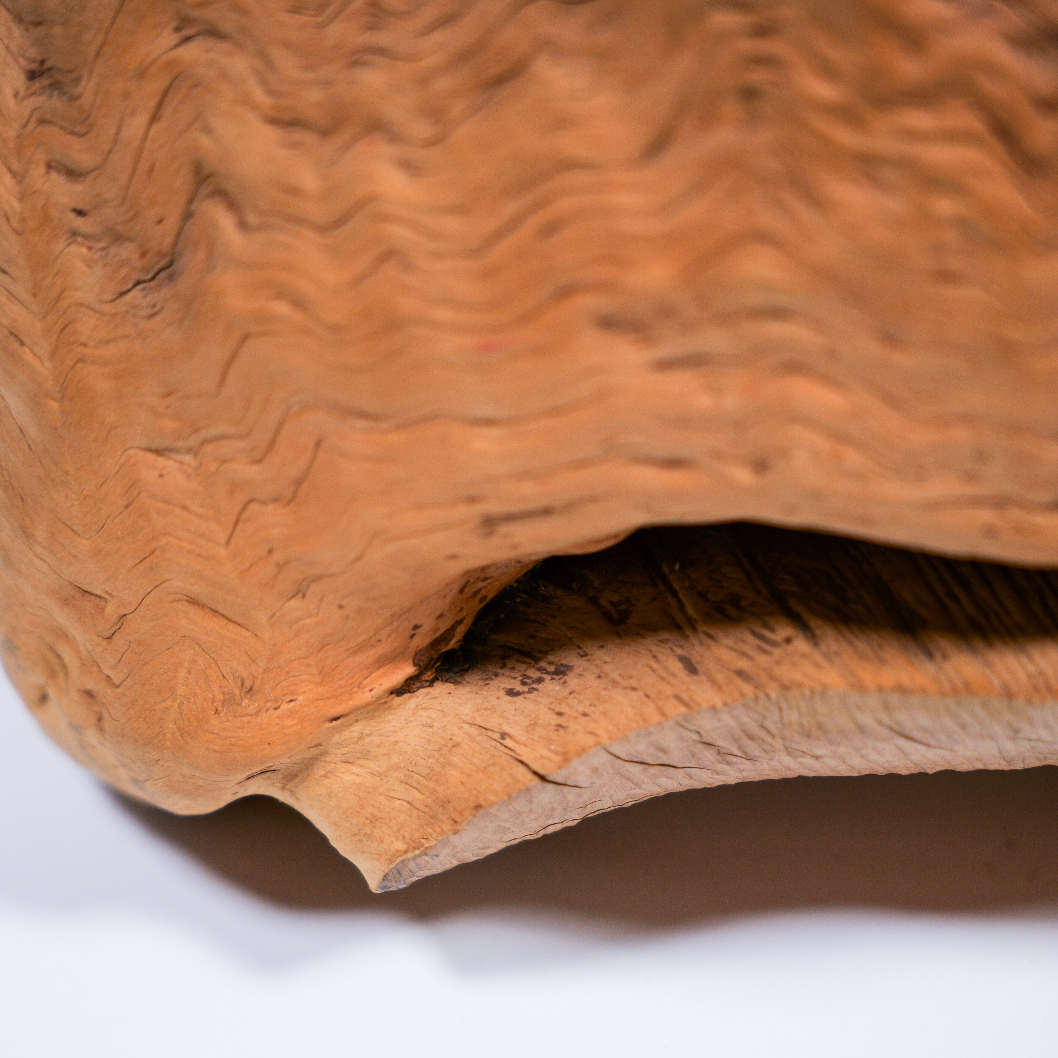 天然木 瘤 | Anonymous