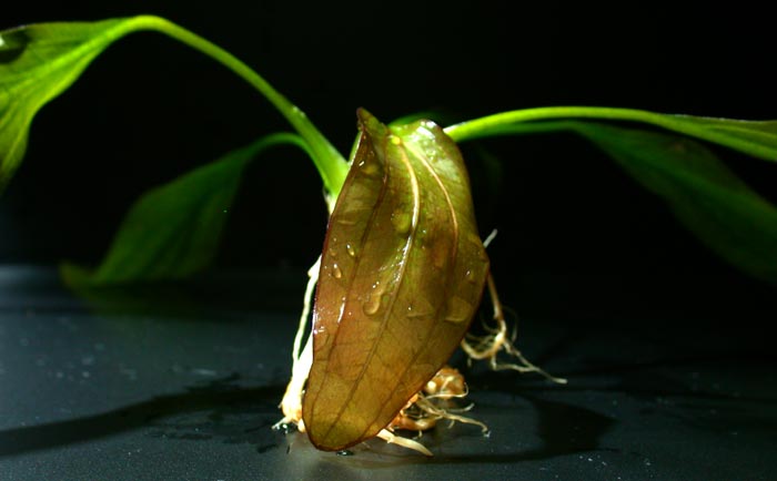 エキノドルス スーパーレッドホレマニー【レヨンベールアクア】