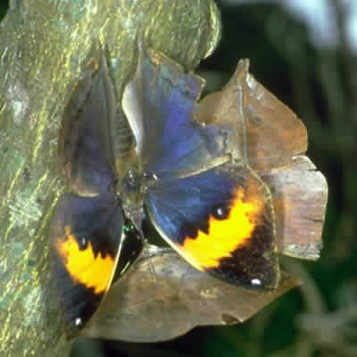 コノハチョウ - 昆虫 - 動物 - Y!きっず図鑑