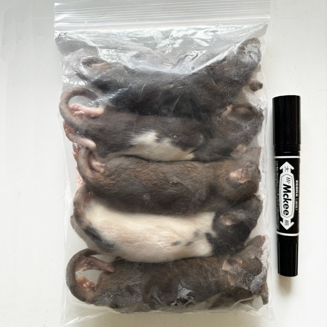 国産冷凍ラット – サイエンスファーム