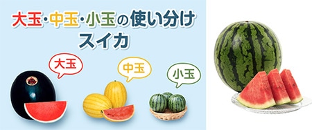 おうち野菜(R) 小玉スイカ くろたん｜種（タネ）,球根,苗,資材